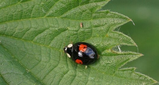 Harmonia axyridis - sous réserve