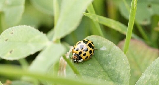 Harmonia axyridis - forme novemdecimsignata