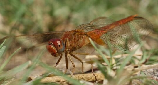 Sympetrum de fonscolombe - mâle - sous réserve