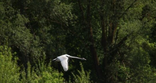 Cygne tuberculé