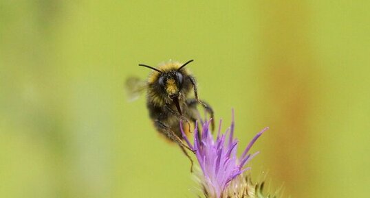 Bombus sp.