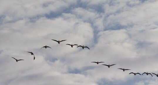 Vol en formation