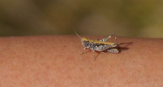 Chorthipus sp - sous réserve