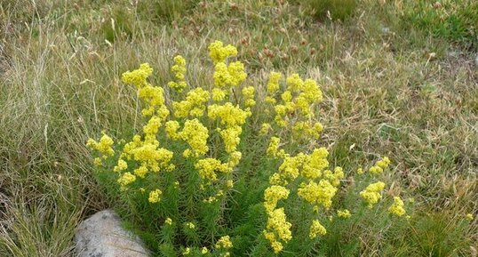 Aster lynosiris - sous réserve