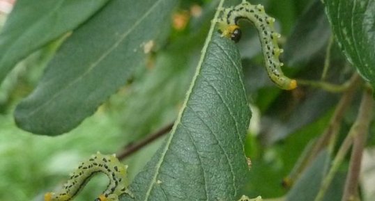 Fausses chenilles. Larves de Tenthrèdes