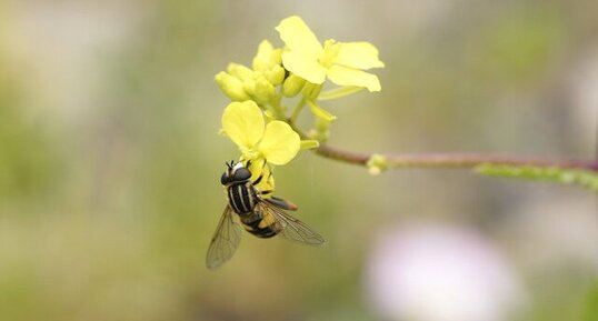 Helophilus trivittatus