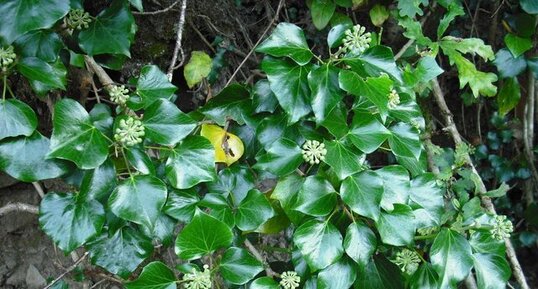 Fruit du lierre d'rlande