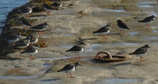 Tournepierres à collier (Arenaria interpres)