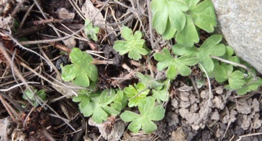 Plante non identifiée