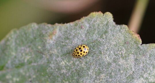 Psyllobora vigintiduopunctata