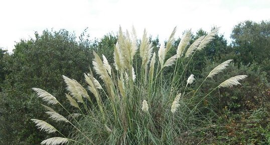 Herbe de la pampa