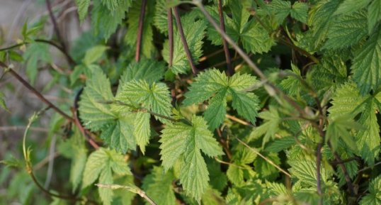 Houblon à bière