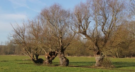 Trognes boursoufflées