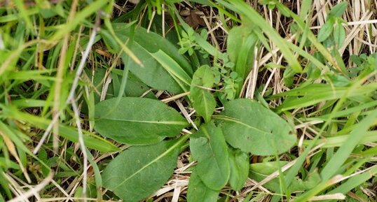 Rosette basale de Succise