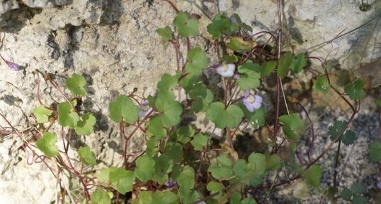 Cymbalaire des murs