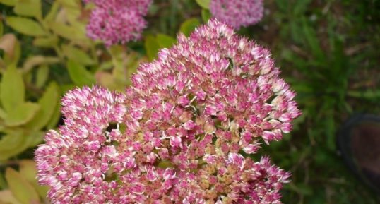 Fleur de sedum spectabilis