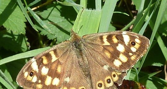 Pararge aegeria (Le tircis)