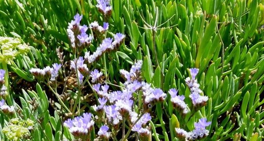 Fleurs de statice de Dodart (limonium dodarti)