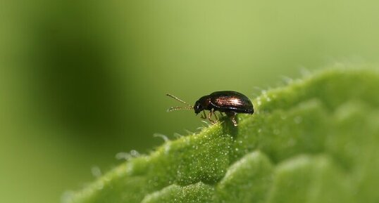 Coléoptère équilibriste