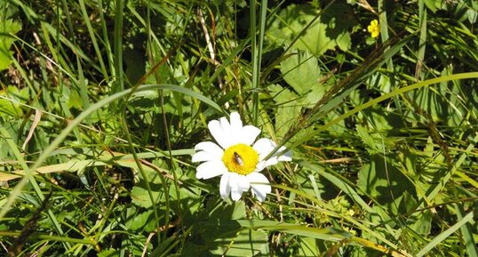 Marguerite