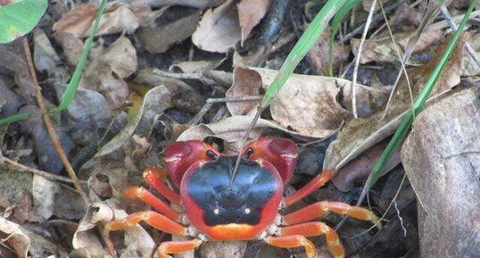 Crabe Touloulou - Gecarcinus lateralis