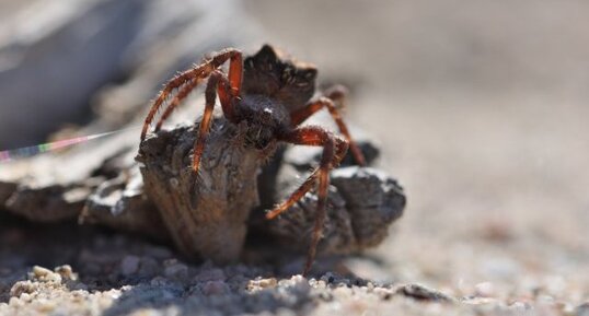 Araneus saevus