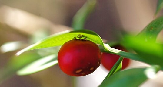 Fruit du fragon piquant...