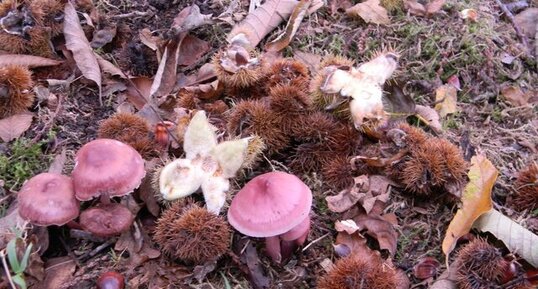 Champignons bruns