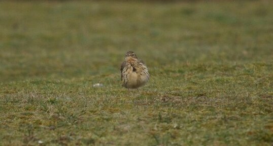 Pipit sp.