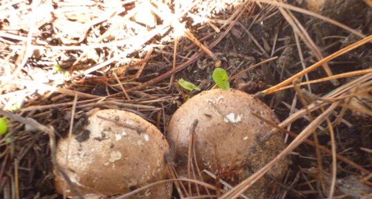 Champignons