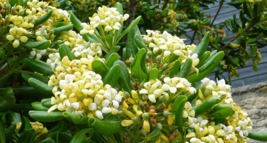 Pittosporum tobira