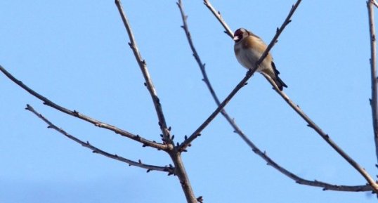 Chardonneret élégant