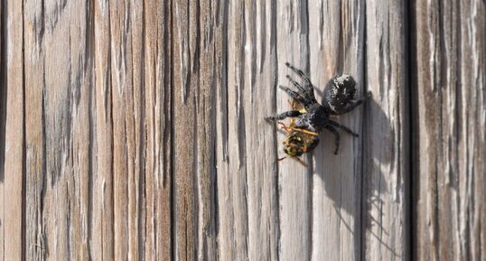 Phidippus sp. (1)