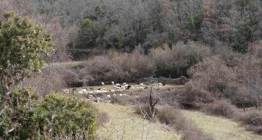 Tonte de pelouse biologique