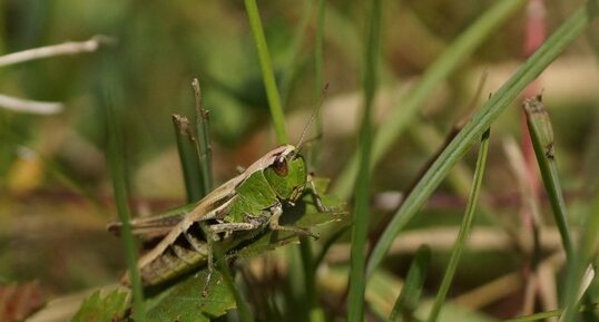 Criquet sp.