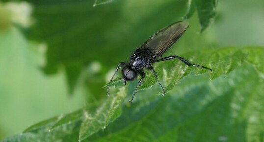 Mouche de la St Marc