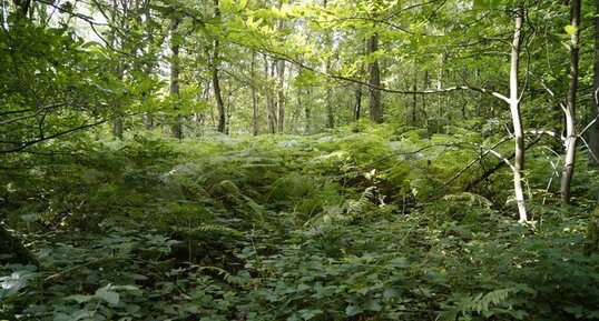 Ambiance forestière...