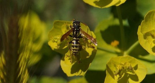 Poliste sp. - sous résserve