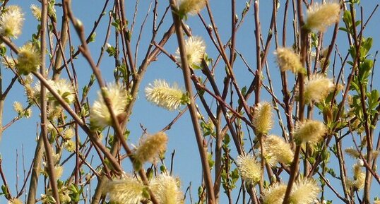 Fleurs de saule