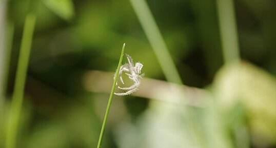 Penderie pour araignées