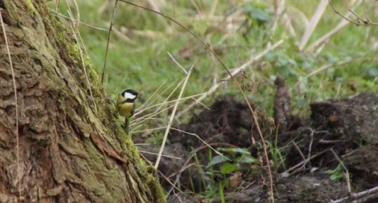 Mésange charbonnière