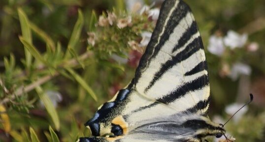 Iphiclides podalirius