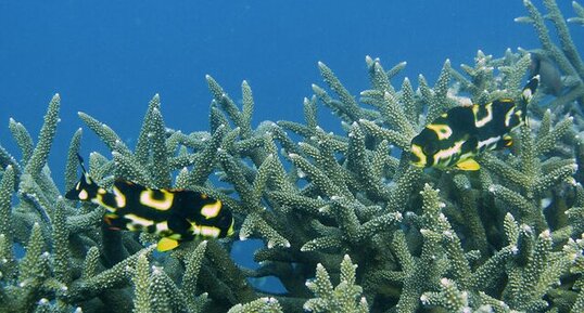 Gaterins juvéniles (Plectorhinchus sp.)