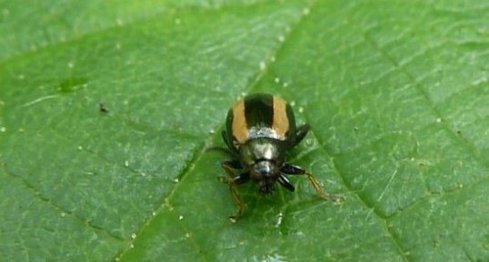 Petite Altise des Crucufères - Phyllotetra undulata