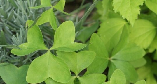 Oxalis latifolia - sous réserve