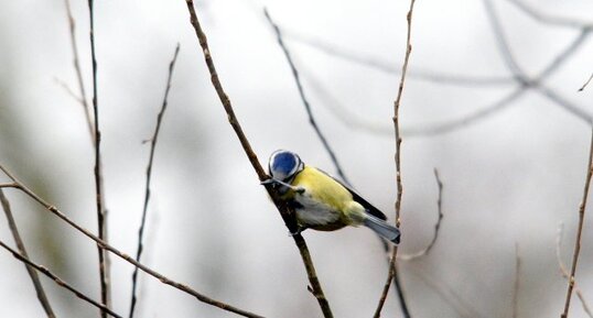 Mésange bleue