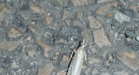 Crambus perlella.Noctuelle.