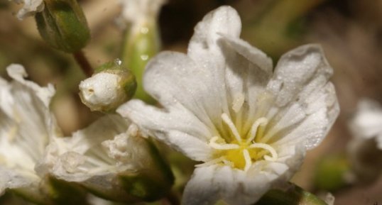 Help (la fleur)