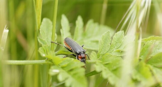 Cantharis rustica - sous réserve