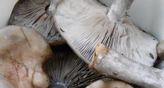 Champignon "Pied bleu" (tricholome nud)